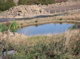 Newt walls