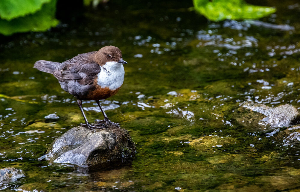 Ray’s December Nature Musings