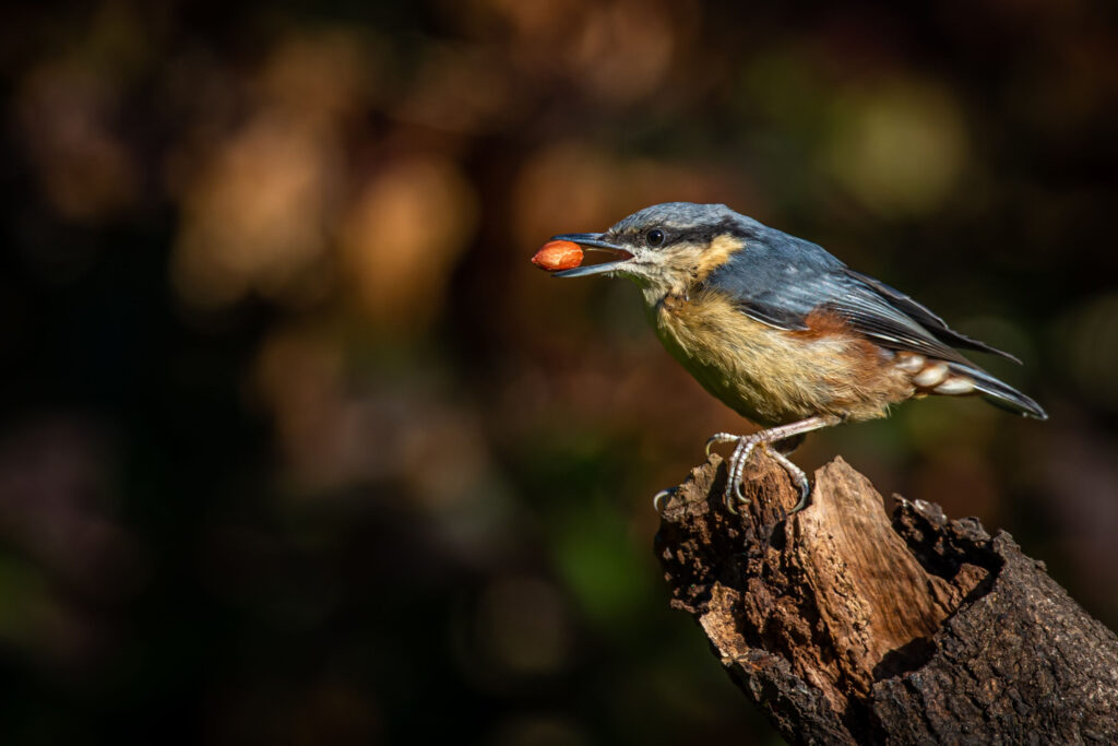 A nuthatch