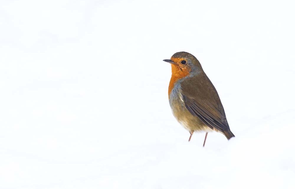 Ray’s February Nature Musings