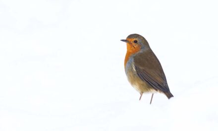 Ray’s February Nature Musings