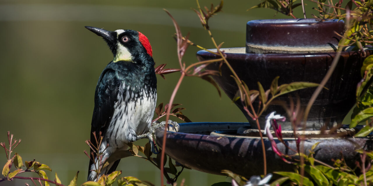 Ray’s May Nature Musings