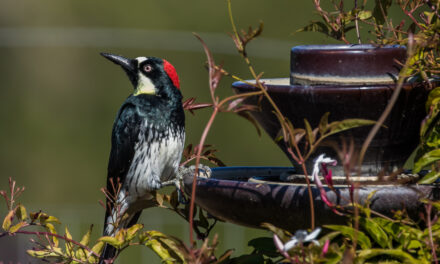 Ray’s May Nature Musings