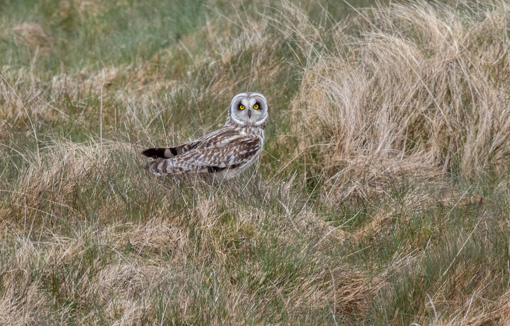 Ray’s June Nature Musings