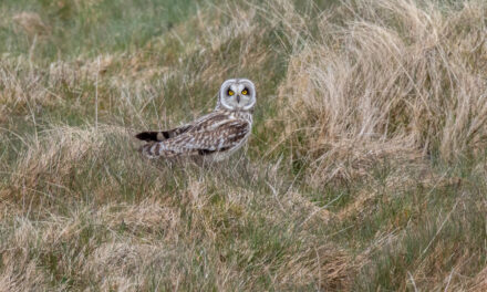 Ray’s June Nature Musings