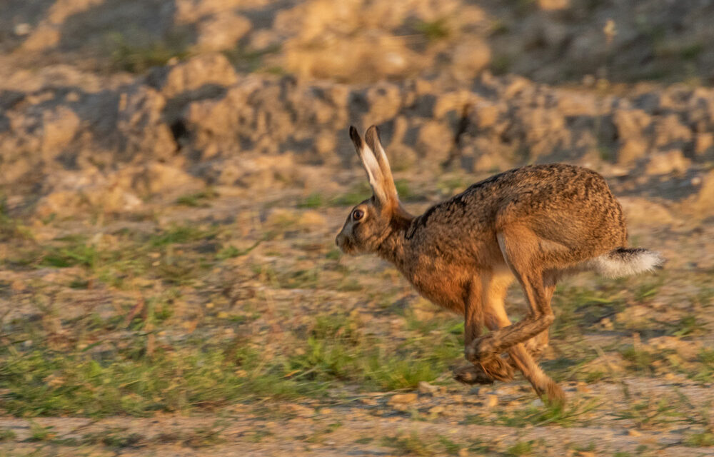 Ray’s August Nature Musings