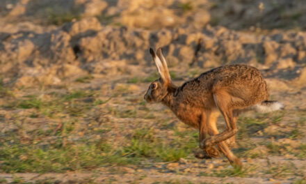 Ray’s August Nature Musings