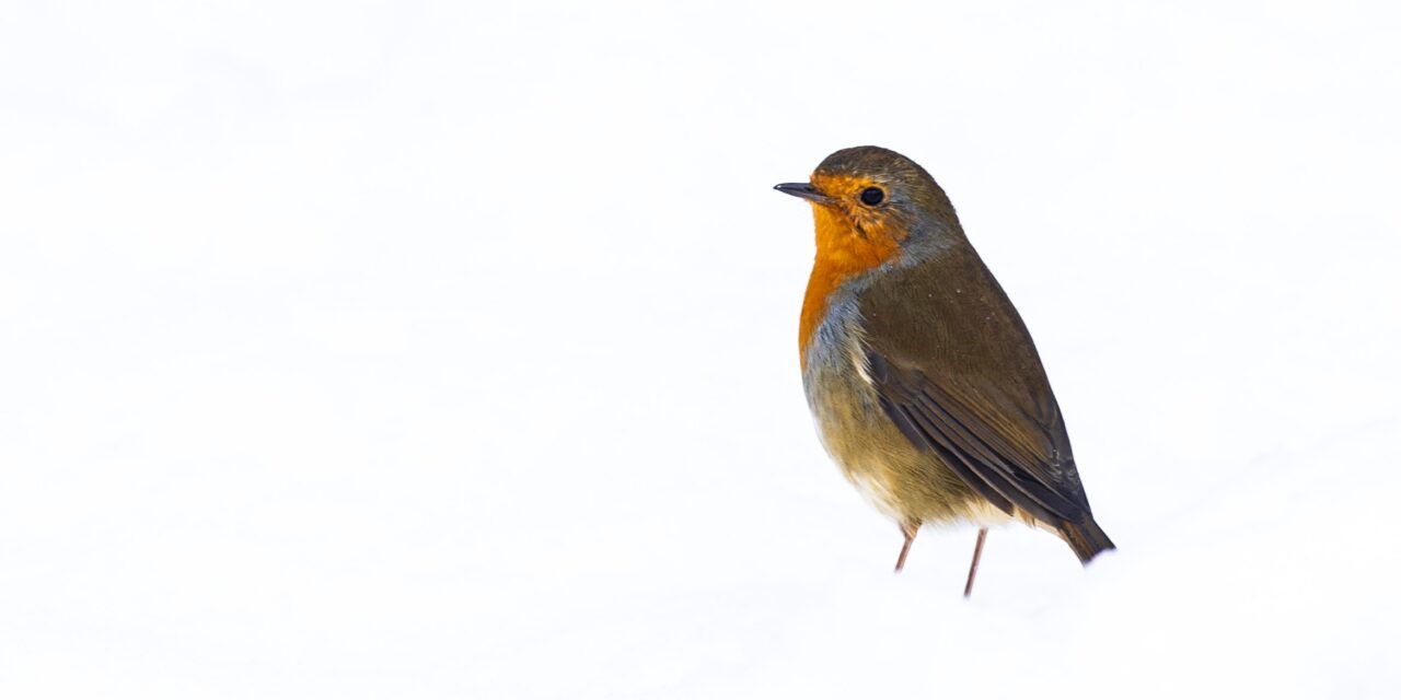 Ray’s December Nature Musings