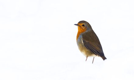 Ray’s December Nature Musings