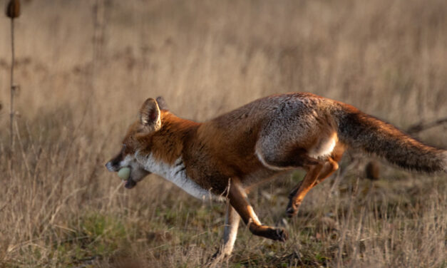 Ray’s May Nature Musings