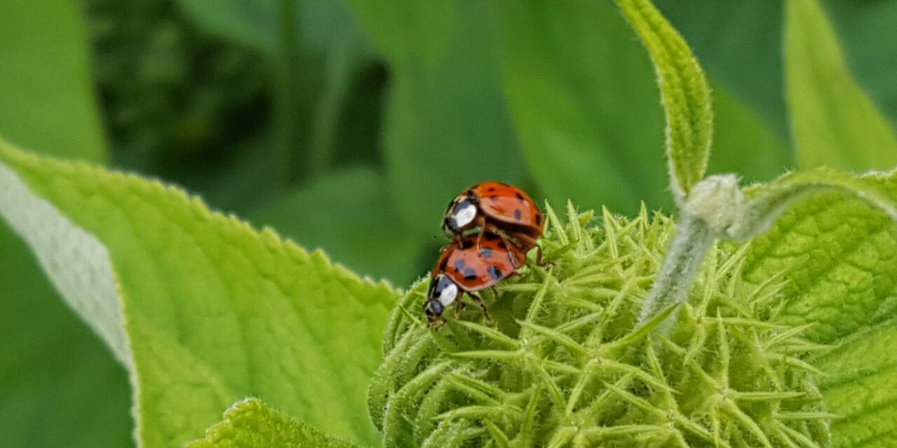 Ray’s June Nature Musings