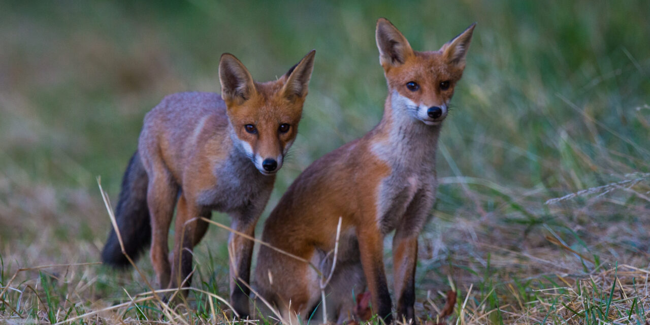 Ray’s August Nature Musings