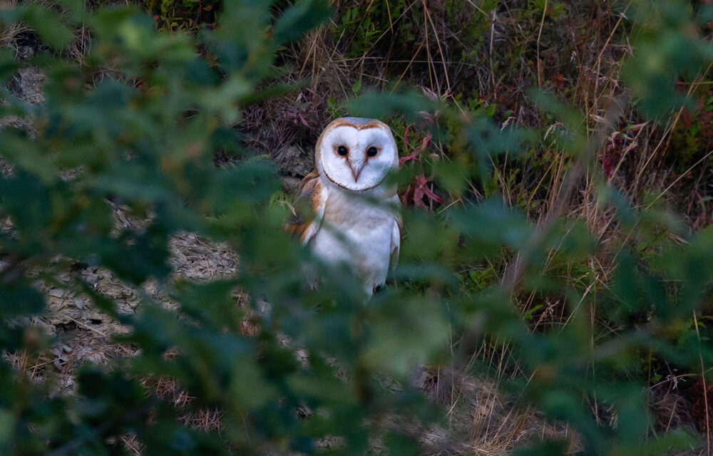 Ray’s September Nature Musings