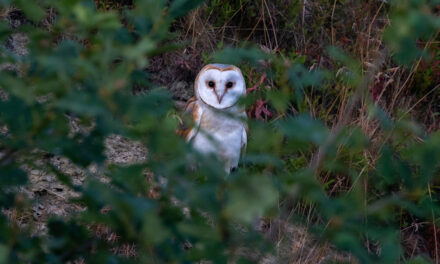 Ray’s September Nature Musings