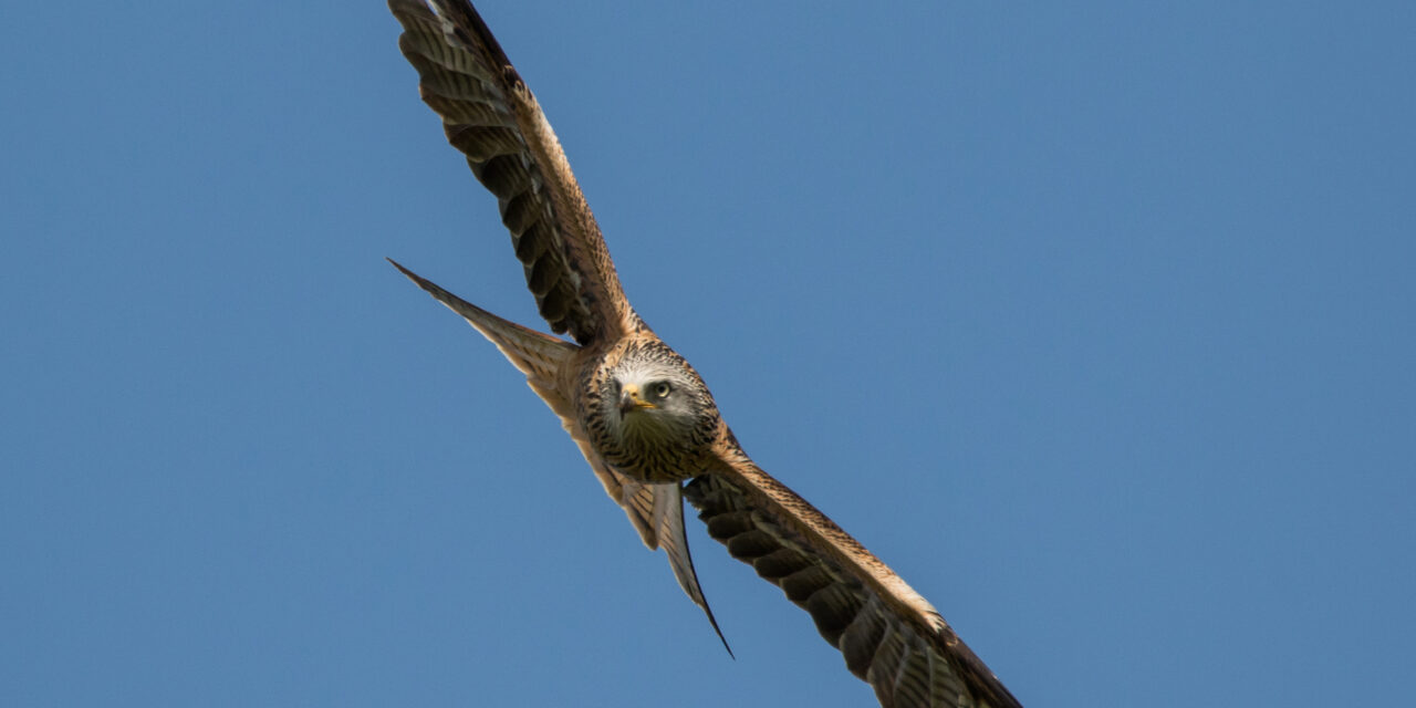 Ray’s October Nature Musings