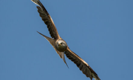 Ray’s October Nature Musings
