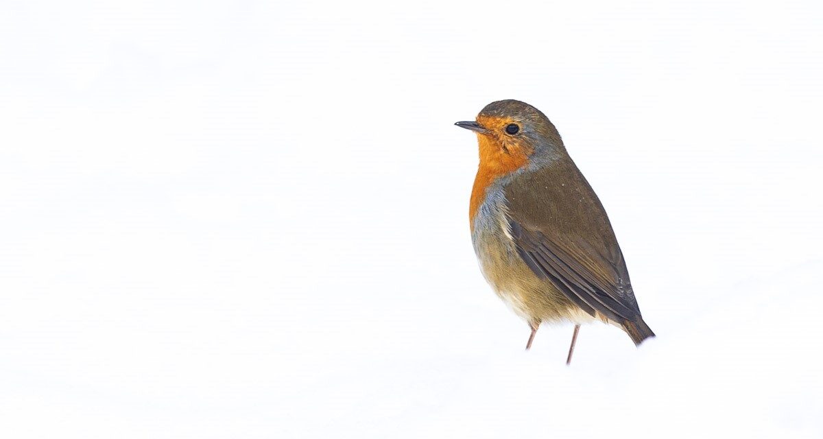 Ray’s November Nature Musings