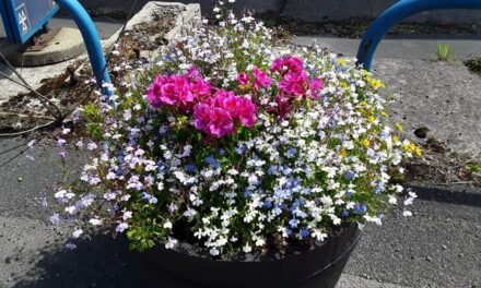 Gardening volunteers make a splash!