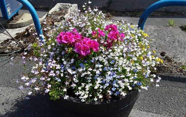 Gardening volunteers make a splash!