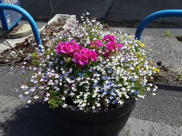Gardening volunteers make a splash!