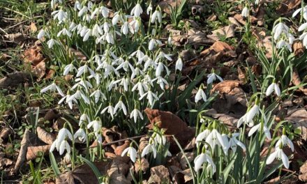 Spring is just round the corner!